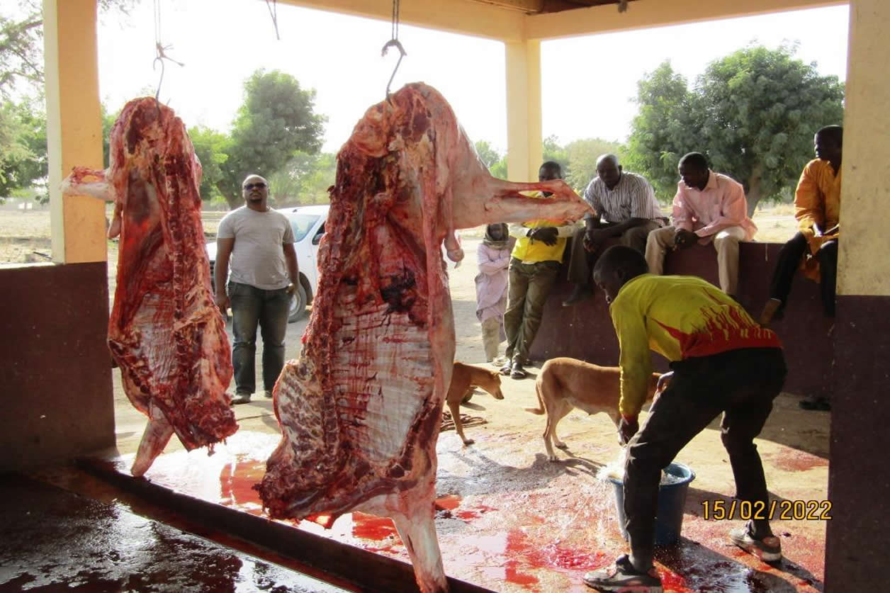 Fed_Agropastoral : l’abattoir de kongola Said tourne à plein régime